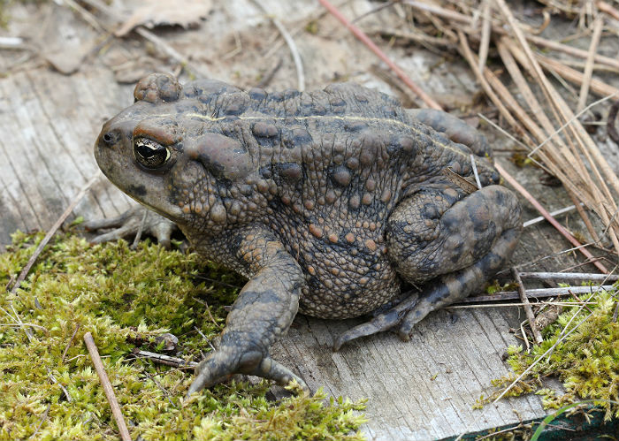 California Toad